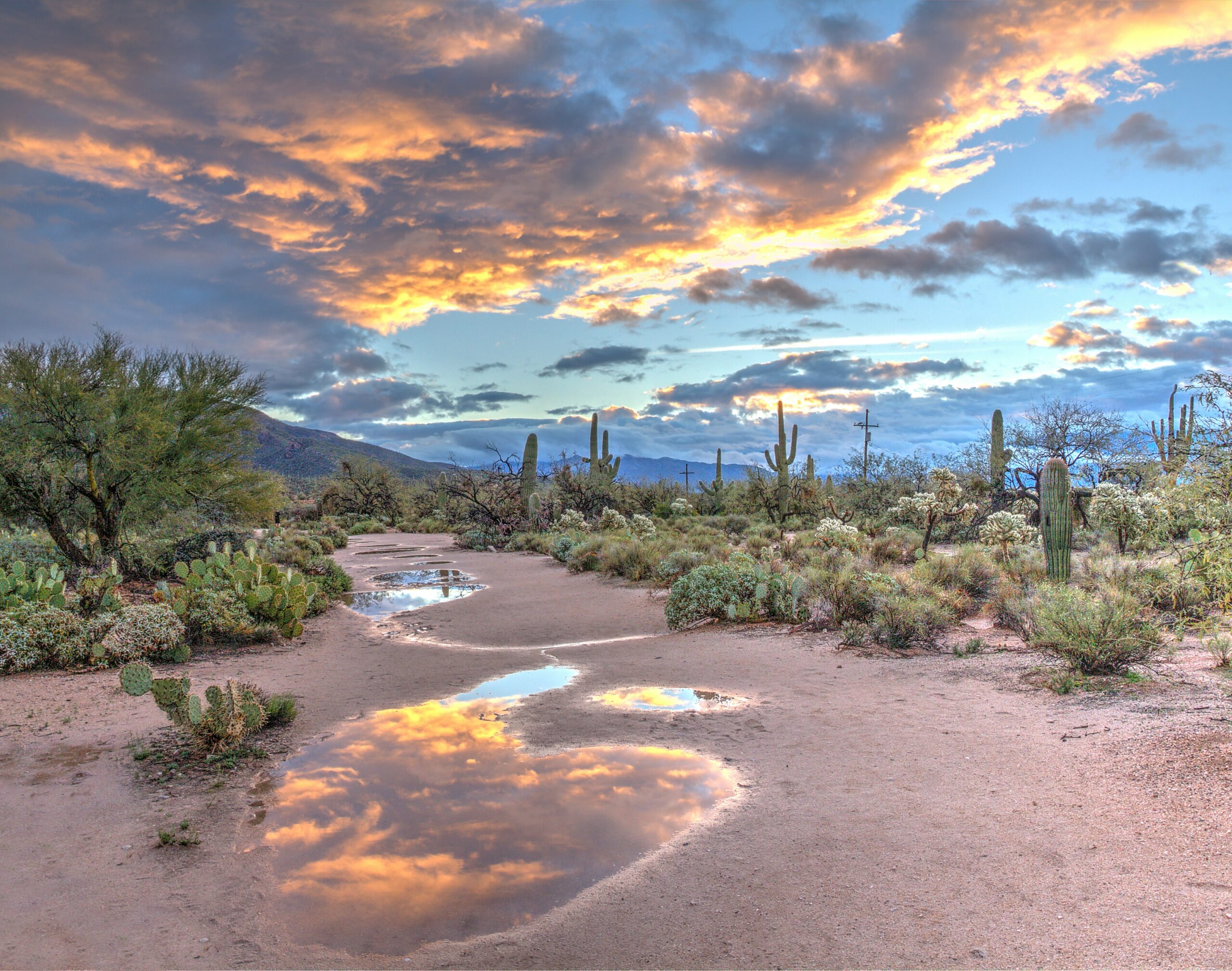 Beautiful Ahwatukee Arizona desert after the rain